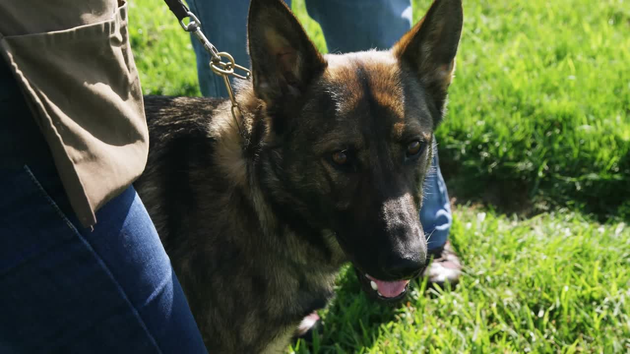 Woman holding leash with shepherd dog outdoors, confetti raining in pet care, dog tracking pieces