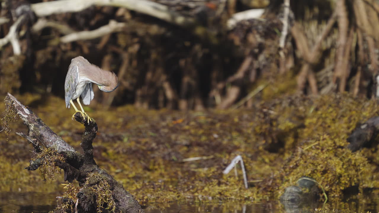 Green Heron Preening Feathers on Mangrove Stump with Seaweed 2
