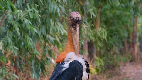 un gran pájaro de la familia de las cigüeñas común en el sur de asia y ahora en peligro de extinción debido a la pérdida de hábitat