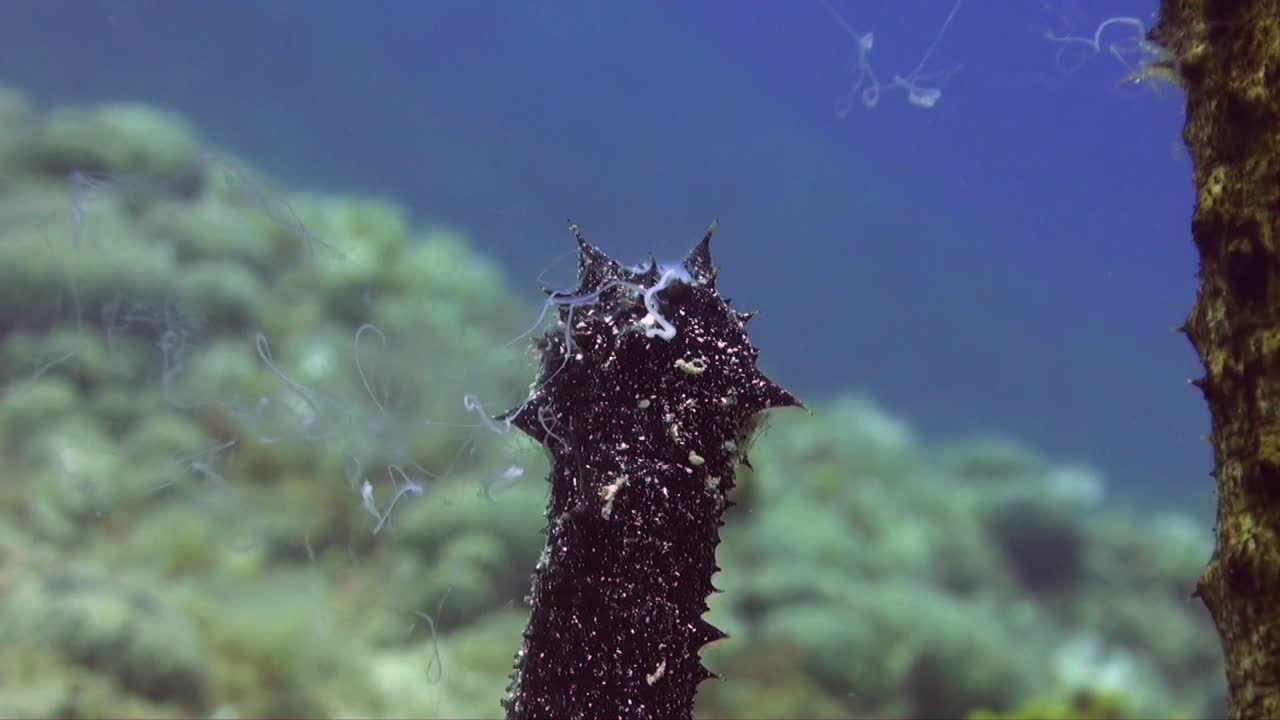 Close up of two cotton-spinner sea cucumbers (Holothuria tubulosa)spawning in the Mediterranean Sea