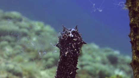 close up of two cotton-spinner sea cucumbers (holothuria tubulosa)spawning in the mediterranean sea