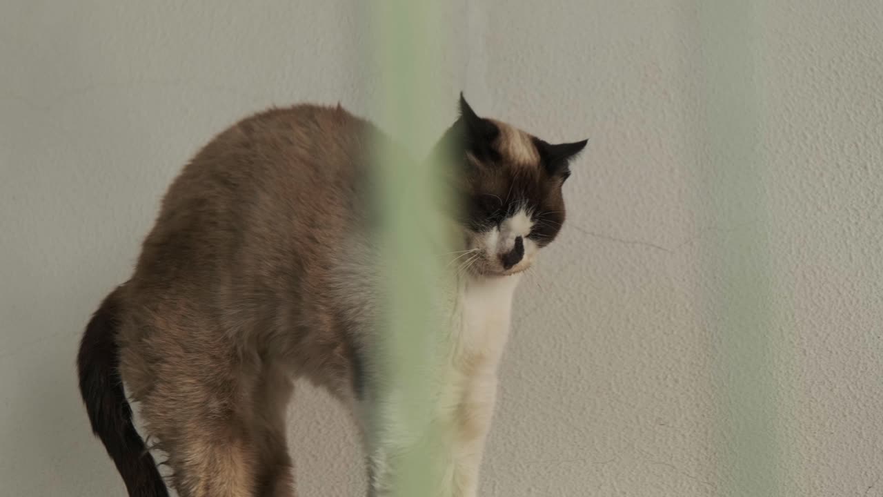 Un bellissimo gatto che miagola dolcemente mentre se ne sta seduto tranquillo al caldo sole del mattino. Ripreso al rallentatore, trasmette gioia domestica, calore e comunicazione.