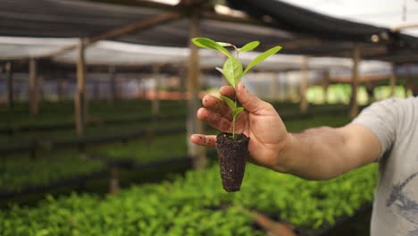 Mano-De-Hombre-Agarrando-Una-Planta-De-Yerba-Mate-Con-Raíces-Dentro-De-Un-Invernadero