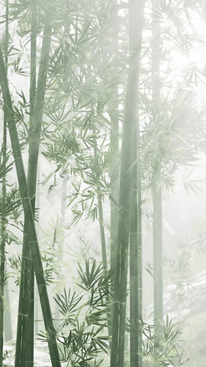 el bosque de bambú brumoso