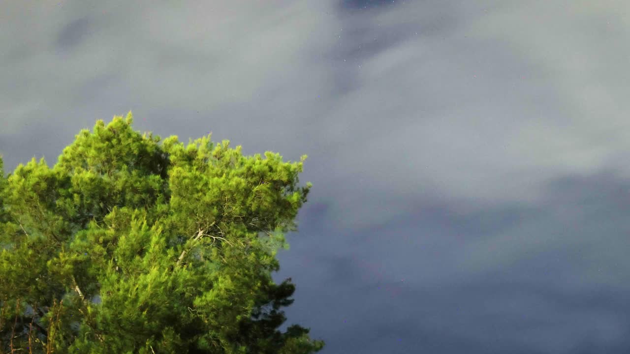 밤에 나무 위의 별과 구름