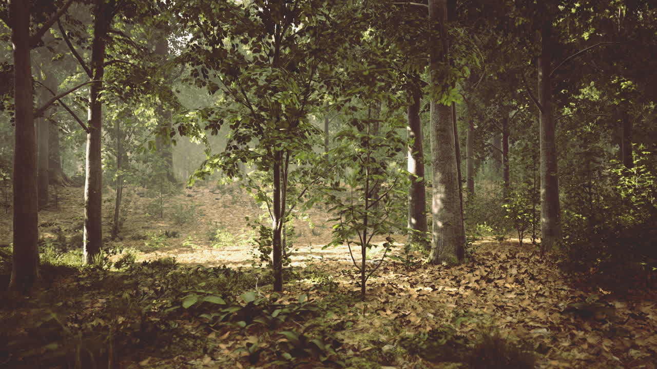 A luz do sol atravessa as árvores em uma floresta serena durante a manhã