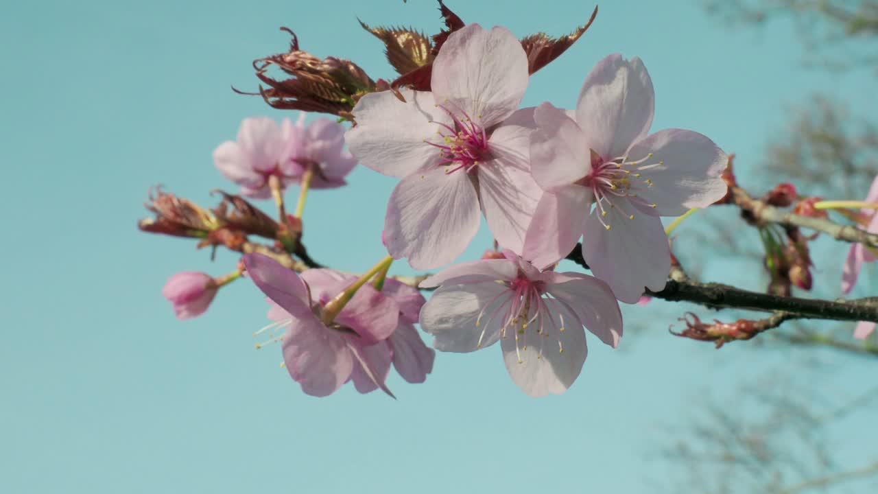 árbol de flor rosa de primavera