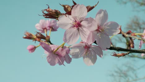 spring pink blossom tree