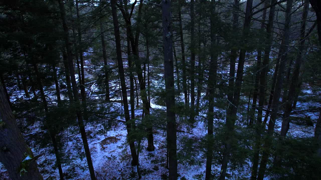 Riprese drone fluide in discesa attraverso una bellissima pineta innevata in inverno