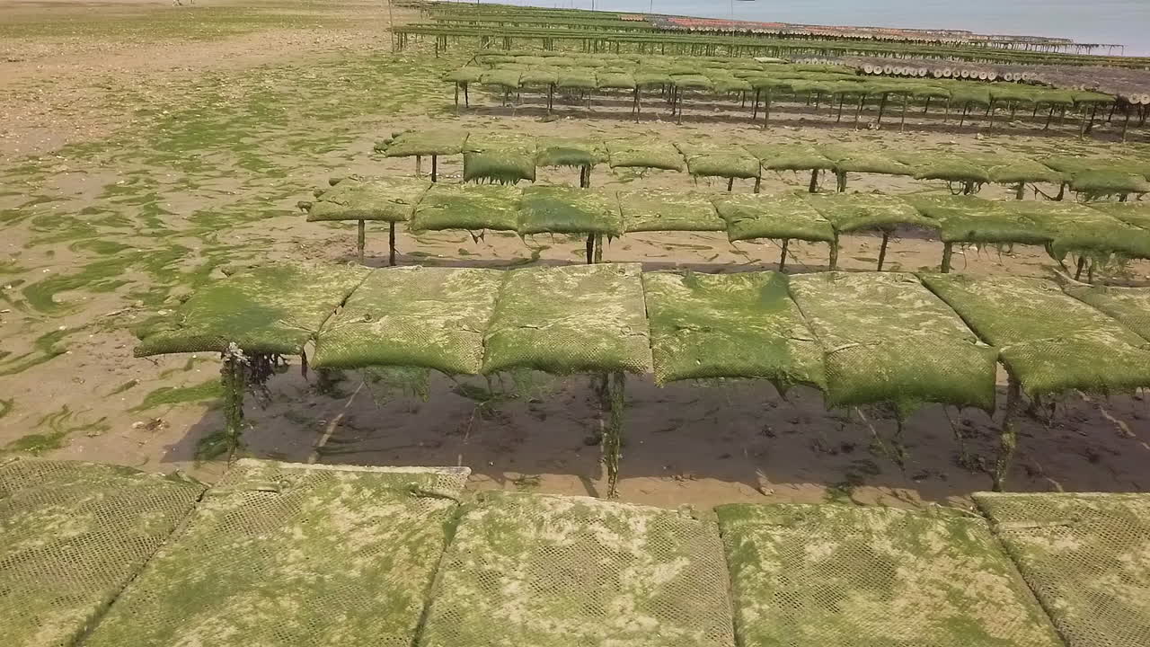 pov, 프랑스에서 해산물 재배를 위해 썰물 때 양식장에서 어린 굴이 들어있는 가방