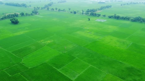 Aerial-view-shot-of-vast-paddy-fields