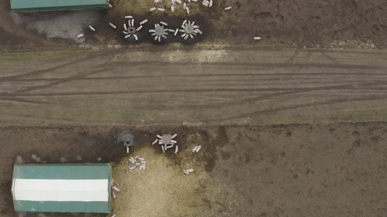 tierras de cultivo con cerdos que parecen hormigas desde un ángulo alto alrededor de comederos