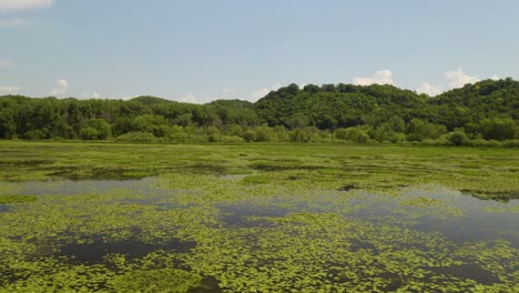 low aerial view above pond with water lilies, also known as nymphaeaceae