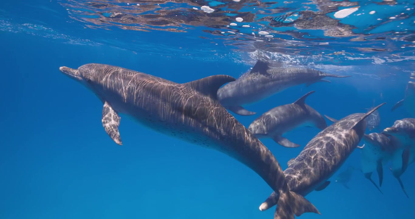 Curiosi delfini maculati dell'Atlantico nuotano con grazia attraverso un'ampia vista subacquea blu nelle Bahamas