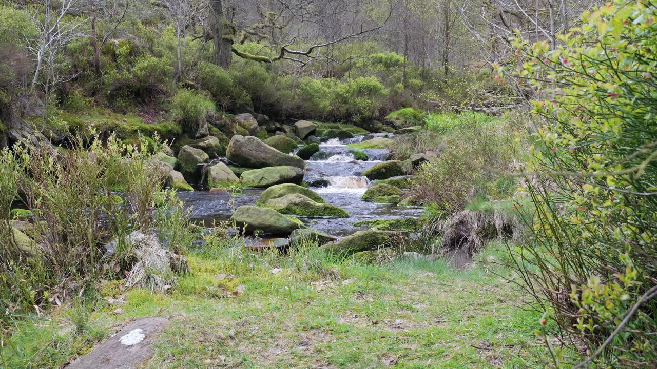 cascada de arroyo de bosque en movimiento lento, escena de serenidad de la naturaleza con piscina tranquila debajo, vegetación exuberante y piedras cubiertas de musgo, sensación de paz y belleza intacta de la naturaleza en el ecosistema forestal