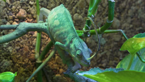 표범 카멜레온 또는 furcifer pardalis는 마다가스카르에서 발견되는 카멜레온 종입니다.