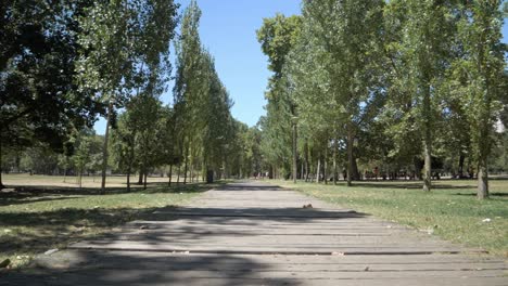 empty pathway in a public park lined with lush green trees