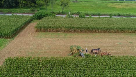 Una-Vista-Lateral-Aérea-De-La-Cosecha-De-Maíz-Amish-Usando-Seis-Caballos-Y-Tres-Hombres-Como-Se-Hizo-Hace-Años-En-Un-Soleado-Día-De-Otoño