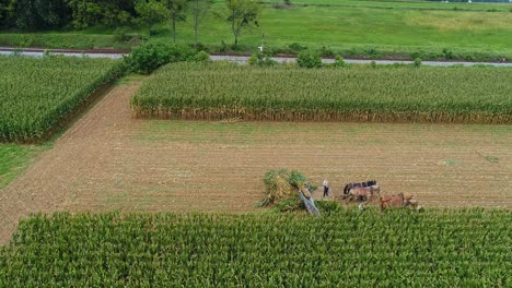 an aerial side view of amish harvesting there corn using six horses and three men as done years ago on a sunny fall day