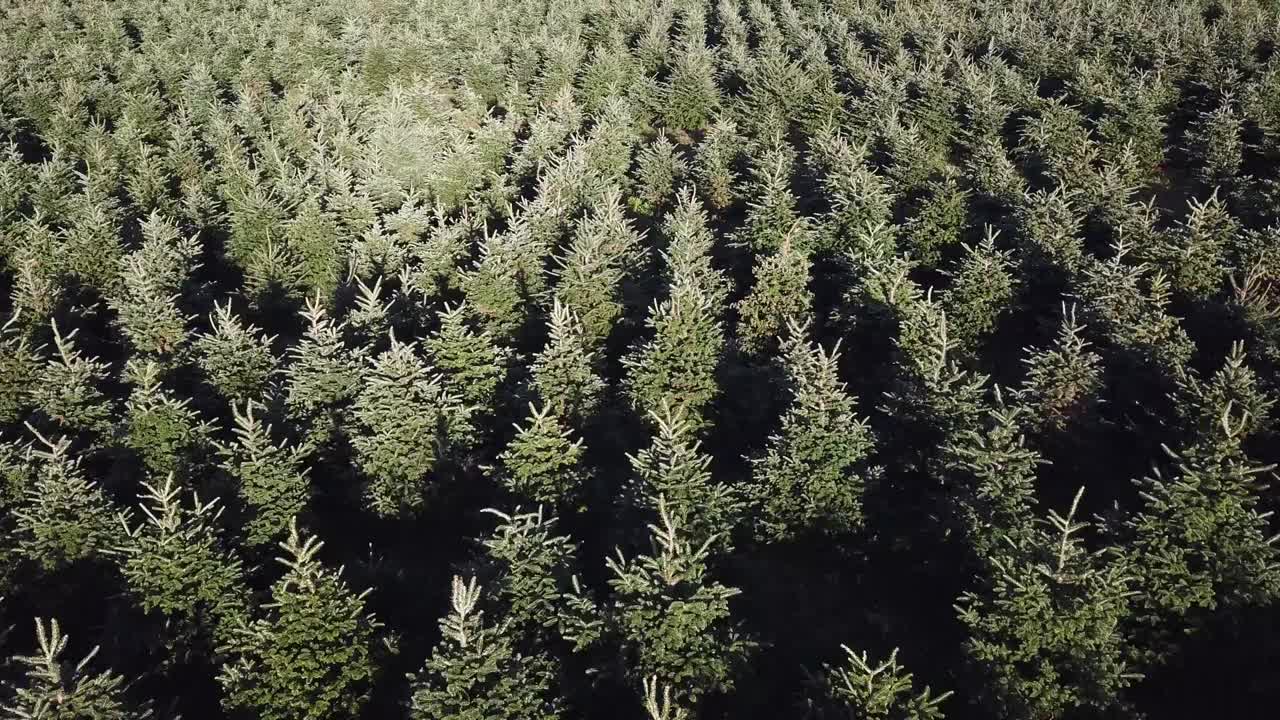 Plan large aérien au-dessus de sapins de Noël