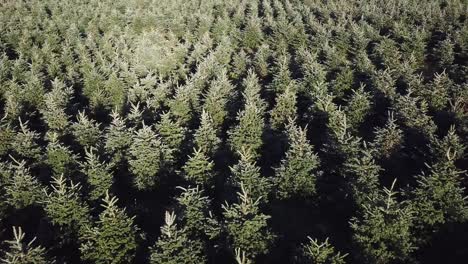 Long-shot-aerial-over-Christmas-trees