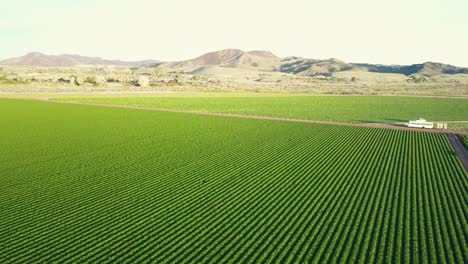 aerial view of green plants near the colorado river