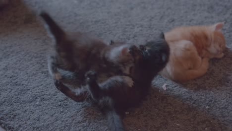 two cute kittens playing and sleeping on a carpet