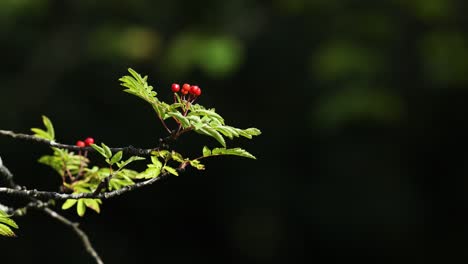 close-up of rowan tree branch with red berries