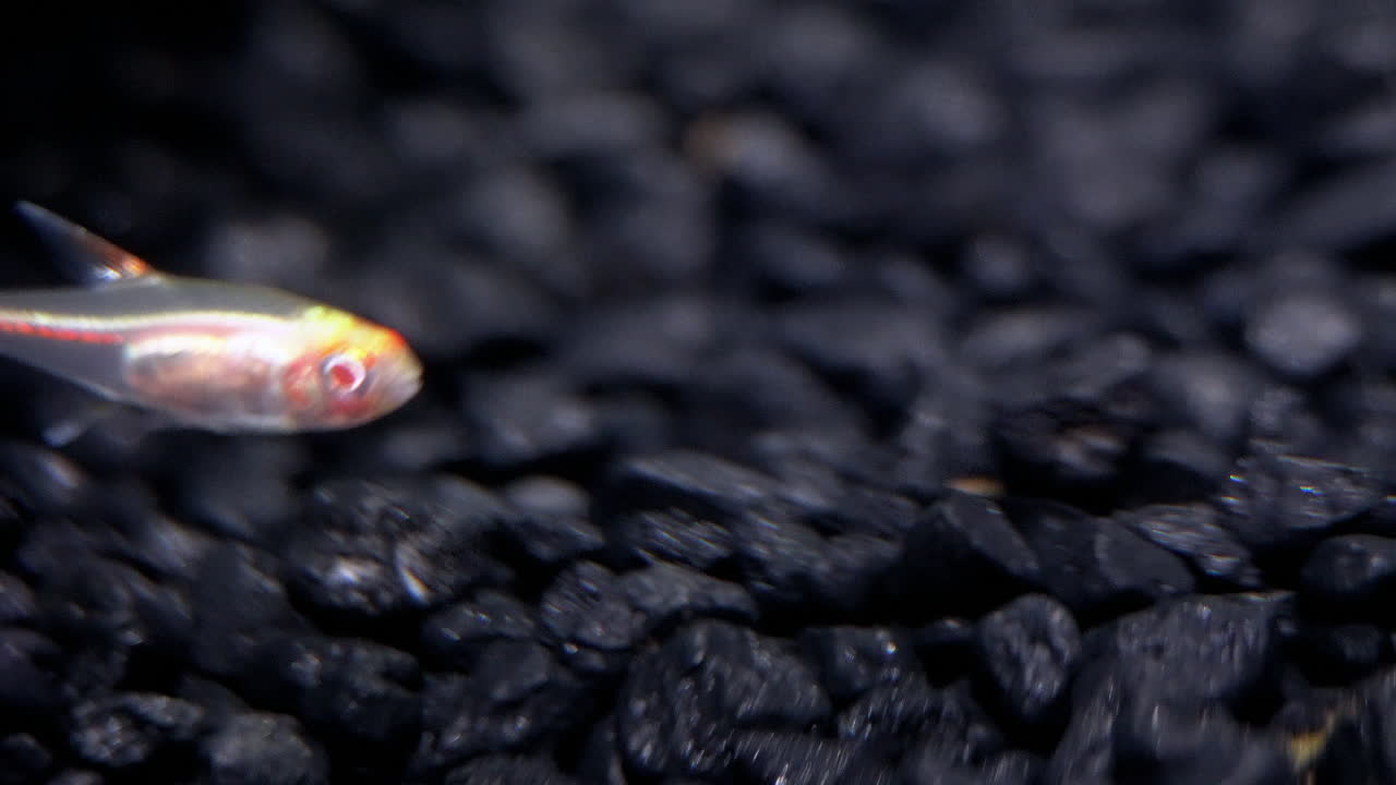 虹色の内臓を持つ、透明で「発光」する魚