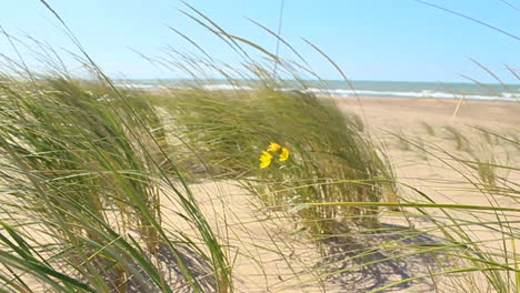 hierba y flores que soplan en el viento en la playa en slo-mo