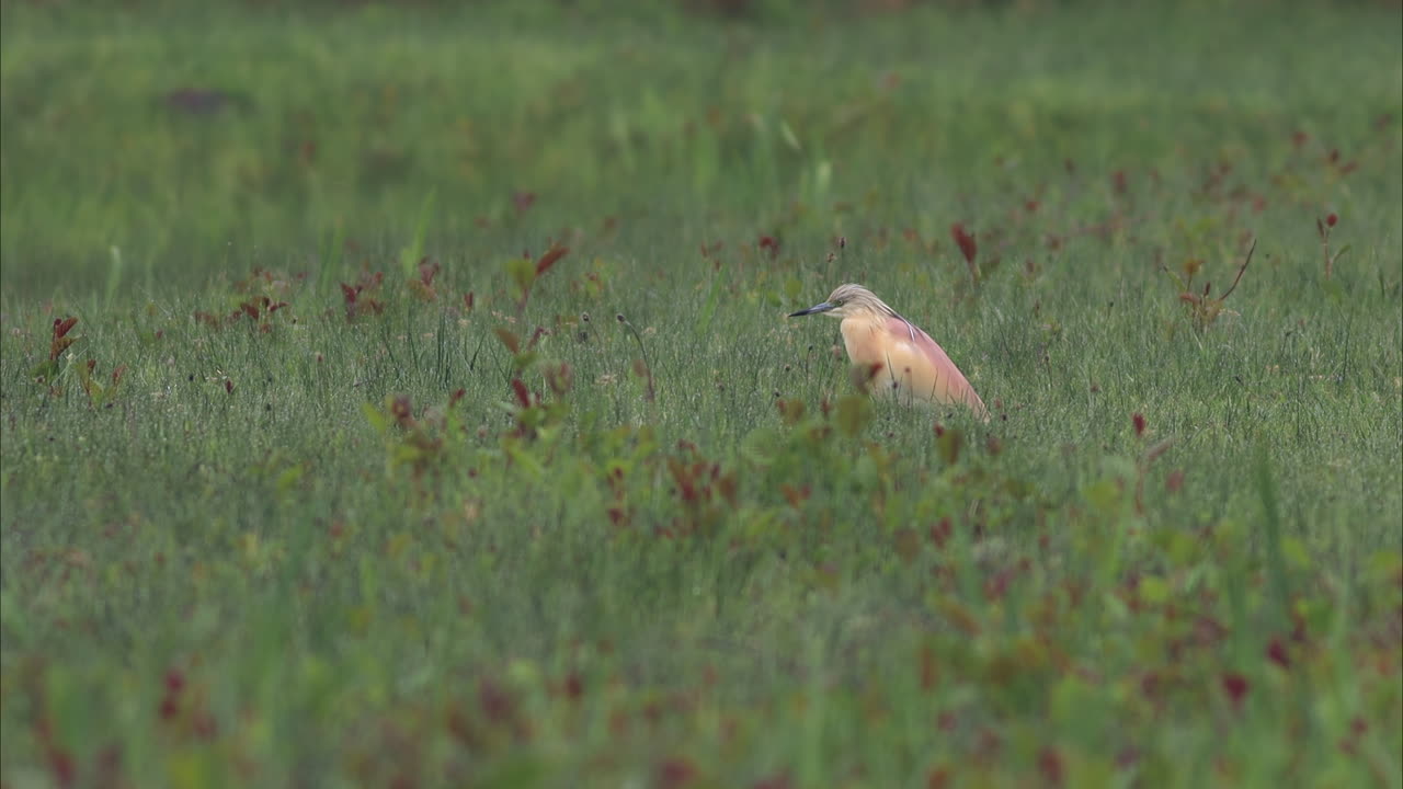 una garza squacco en un campo de hierba