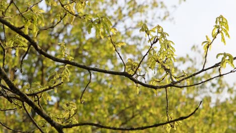 oak tree branch during sunny spring evening with small leaves and other trees in the background