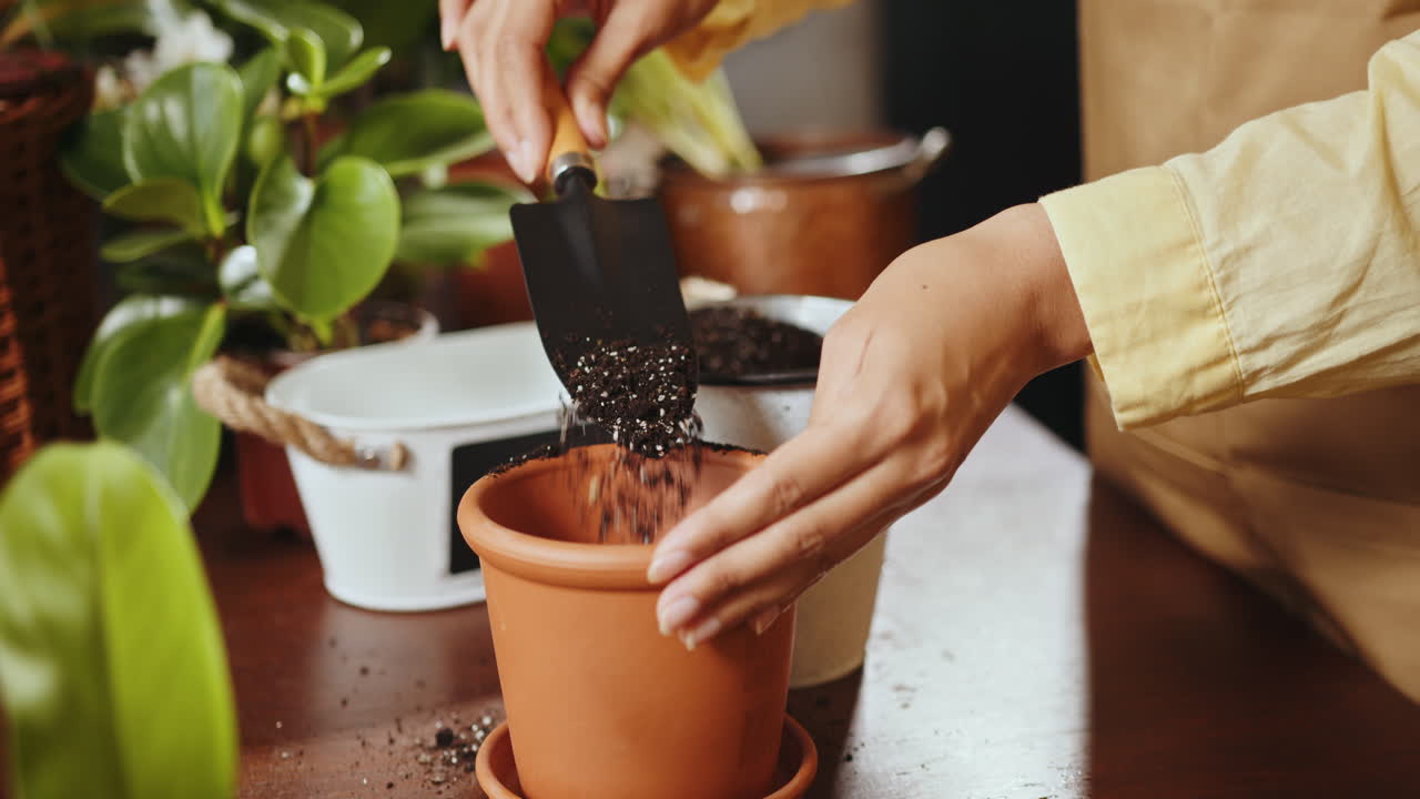 mujer plantando una planta de interior