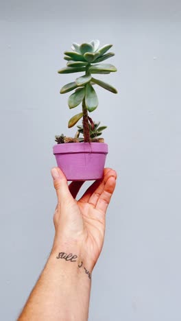 hand holding a small succulent plant in a purple pot