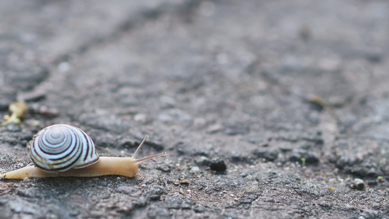 Close up of a snail with a spiral shell crawling slowly across the ground