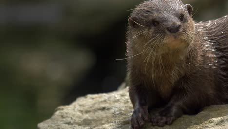 Primer-Plano-De-Una-Juguetona-Nutria-Oriental-De-Garras-Pequeñas