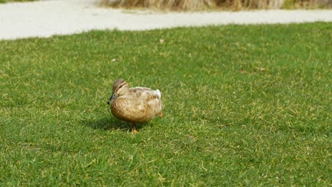 disfigured duck exploring its surroundings with curiosity