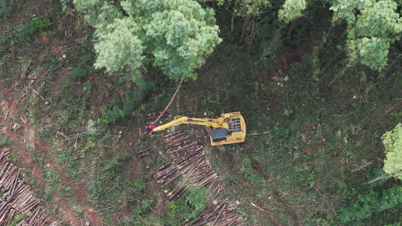Conifer tree felled by tracked feller buncher