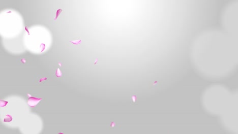 romantic flying red pink rose sakura flower petals backdrop loop animation green screen for st