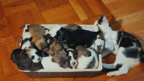 A-Box-Of-Cute-Little-Puppies-On-The-Floor