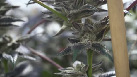 un primer plano portátil y ascendente del cannabis en un abrir y cerrar de ojos
