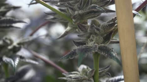 a handheld, upward moving close up of cannabis in a breeze