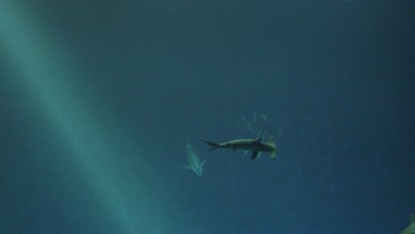 hammerhead shark swimming past other fish into the depths of the blue sea