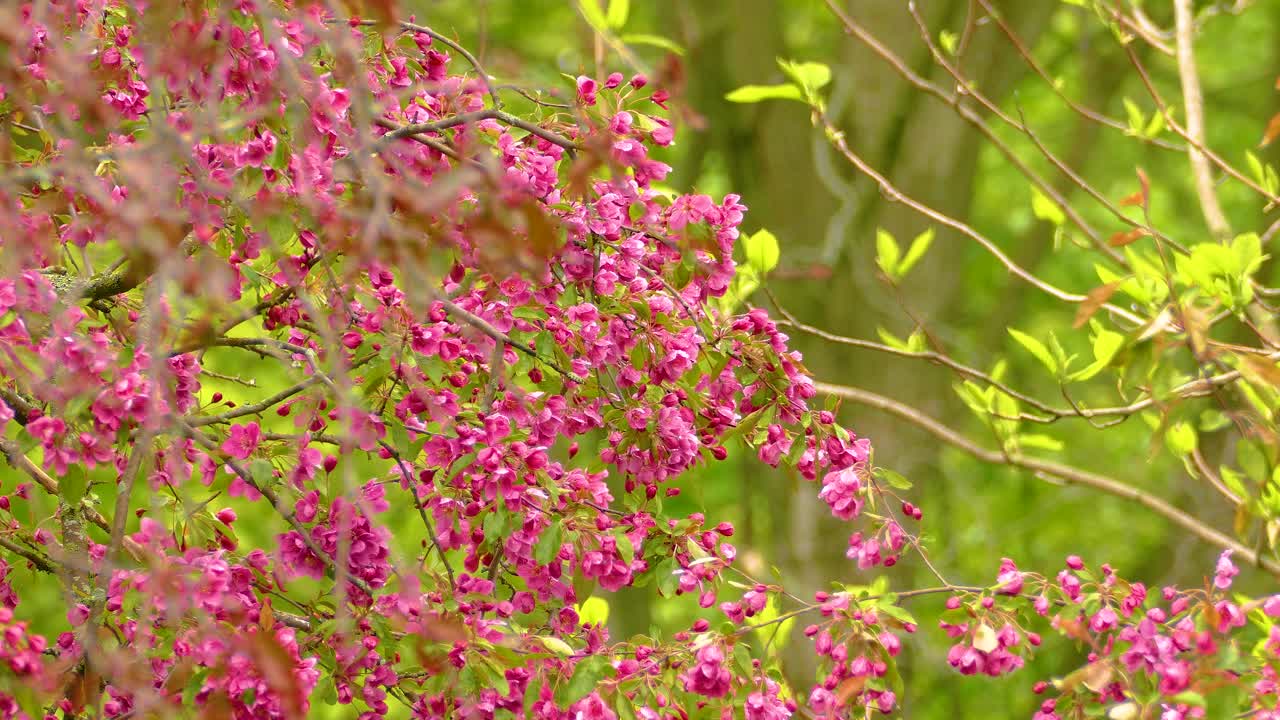 Bird On Pink Blooming Plants. Selective Focus Shot