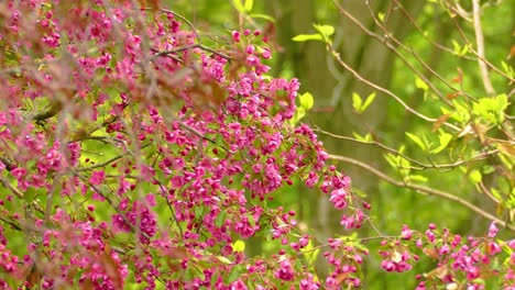 bird on pink blooming plants. selective focus shot