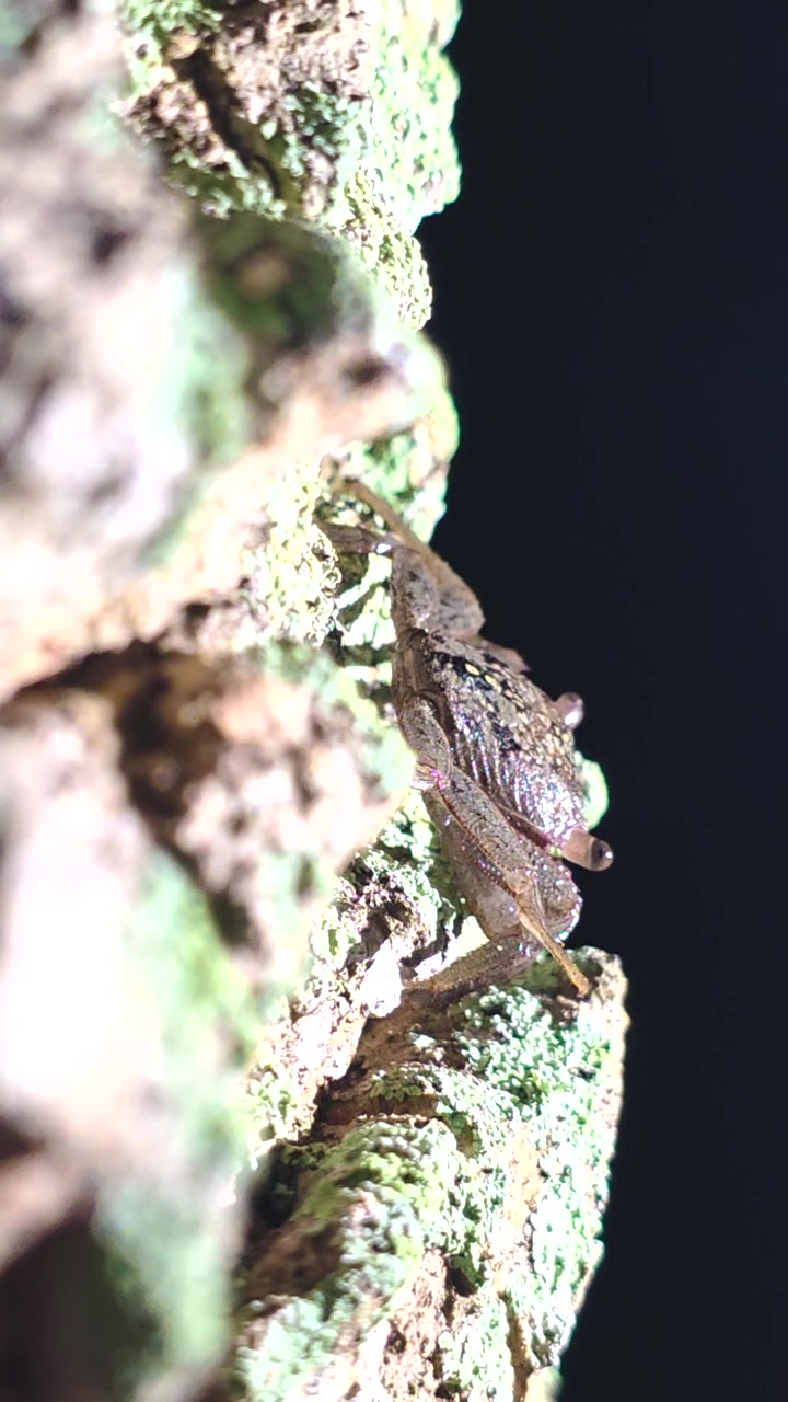 A vertical macro clip shows a mangrove crab clinging to textured bark covered in lichen against a dark nighttime background, highlighting nocturnal behavior and fine natural detail.