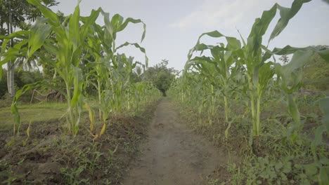 Corn-maize-crop-growing-in-farm-field,-low-ground-shot