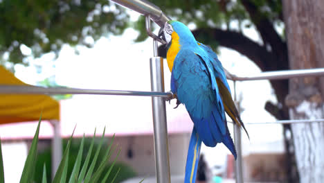 general shot of a colorful parrot climbing a metallic fence