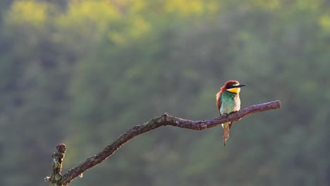 a vibrant bee-eater bird is seen grooming itself while perched on a curved tree branch. the soft, forested background adds depth and tranquility to the natural scene.