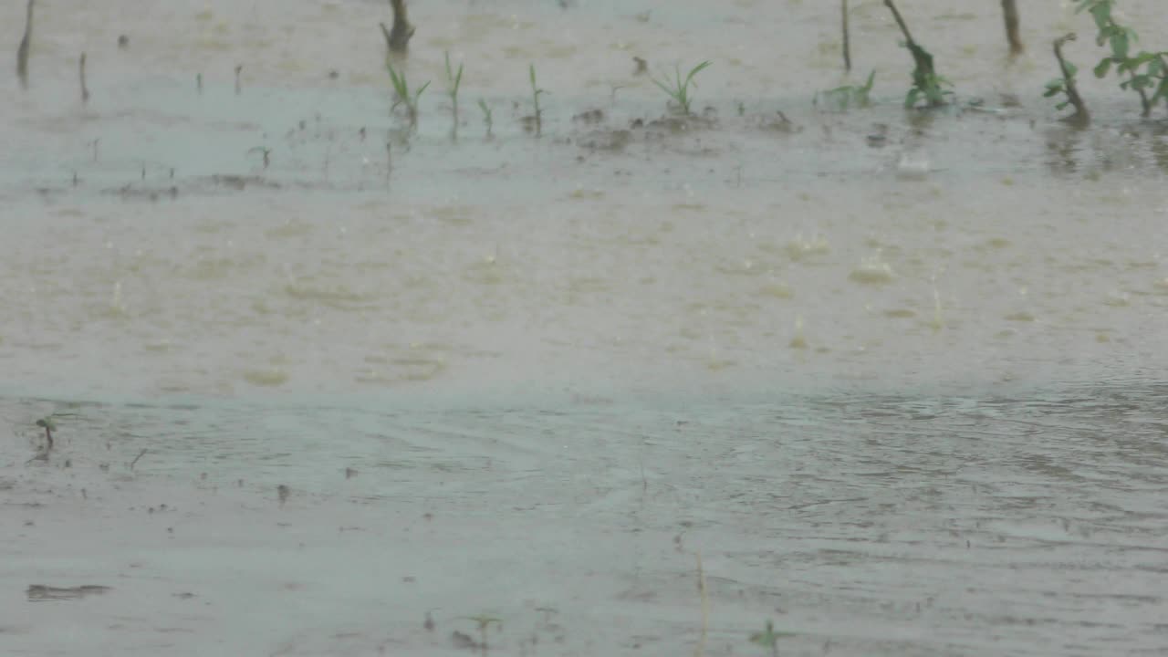 나무 가득 찬 도로 에 비가 내리는 물